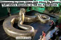 Dünyanın En Uzun Yılanı Ağlı Piton Nedir? 7 Metre Uzunluğu, 158 KG Ağırlığı ile İşte Dünyanın En Büyük Yılanı!