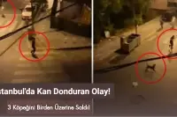 İstanbul Esenyurt'ta Skandal Olay: 3 Köpeğini Bir Adama Saldırttı!