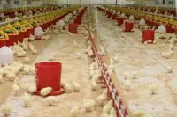 Şenpiliç İsrail Malı mı, Şenpiliç Kimin, Şenpiliç Boykot Mu? Hangi Ülkenin Markası? Tüm Soruların Cevapları