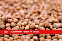 12 Mart 2025 Çarşamba fındık fiyatları ne kadar? İl il fındık fiyatları