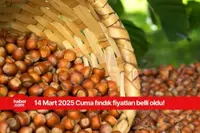 14 Mart 2025 Cuma fındık fiyatları ne kadar? Ordu, Samsun, Giresun, Trabzon fındık fiyatları