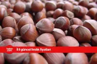 19 Mart 2025 Çarşamba fındık fiyatları ne kadar? Güncel fındık fiyatları