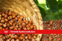 27 Mart 2025 Perşembe fındık fiyatları ne kadar? Giresun, Ordu, Samsun, Trabzon fındık fiyatları