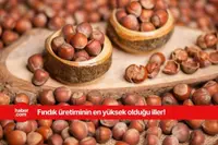 Türkiye'nin en çok fındık üreten illeri açıklandı! İşte o iller