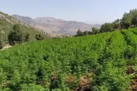 Kenevir Düzenlemesi Meclis Gündeminde