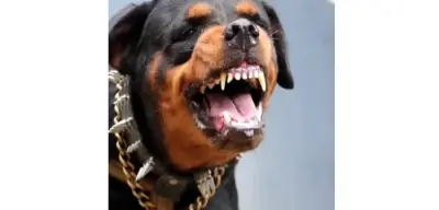 Ankara'da Köpek Saldırısı: 5 Yaşındaki Kıza Saldırdılar