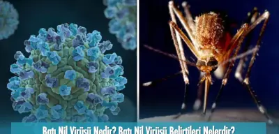 Batı Nil Virüsü Nedir? Batı Nil Virüsü Belirtileri, Tedavisi ve Korunma Yolları!