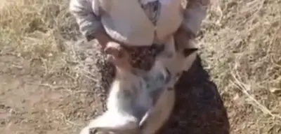 Batman'da Tilkiyi Elleriyle Yakaladı, Sonra Yemek Verdi