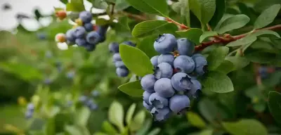 Bilecik’te 3 Sene Önce Ekildi Hasat Zamanı Geldi! Dönümünden 3 Ton Çıkıyor Çok Bereketli!