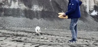 Bitlis'ten Yürek Isıtan Görüntü: Madencilerle Tilkinin 2 Yıllık Dostluğu...