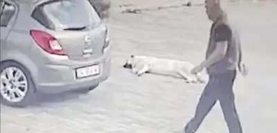 Böyle Sorumsuzluk Görülmedi: Yolda Yatan Köpeği Ezen Sürücü Ardına Bile Bakmadı!