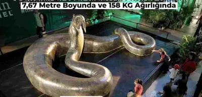 Dünyanın En Uzun Yılanı Ağlı Piton Nedir? 7 Metre Uzunluğu, 158 KG Ağırlığı ile İşte Dünyanın En Büyük Yılanı!