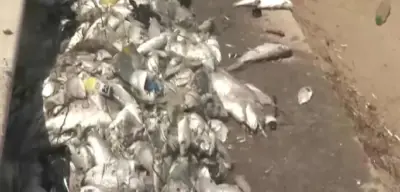 İzmir Körfezi'nde Ölü Balıklar Artıyor!