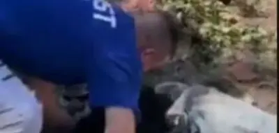 Mama Verdiği Köpek Burnundan Isırdı! Korkunç Olay