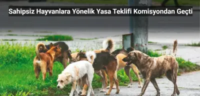 Sahipsiz Hayvanlara Yönelik Yasa Teklifi Komisyondan Geçti