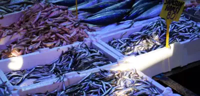 Samsun’da Hamsi Tezgahların Gözdesi Oldu: Fiyatı 80 TL’ye Düştü