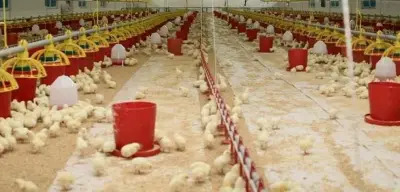 Şenpiliç İsrail Malı mı, Şenpiliç Kimin, Şenpiliç Boykot Mu? Hangi Ülkenin Markası? Tüm Soruların Cevapları