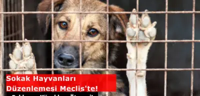 Sokak Hayvanları Düzenlemesi Meclis'te! Saldırgan Köpekler Uyutulacak