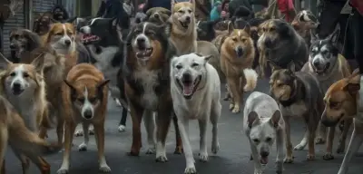 Sokak Hayvanları Teklifinin İlk 3 Maddesi Komisyondan Geçti!