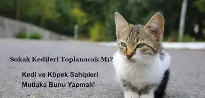 Sokak Kedileri Toplanacak Mı? Kedi Köpek Sahipleri Bunu Yapmalı