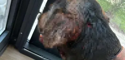 Sokak Köpeğini Tabancayla Vurdular!