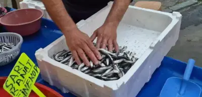 Tekirdağ’da Hamsi Bolluğu: Kilosu 100 Lira