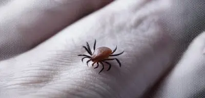 Tokat'ta Kene Alarmı! Acil Doldu