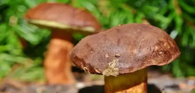 Yazın Sıcağına Kapılmayın, Hasta Olmayın! Bağışıklığınız için Doğal Çözümler