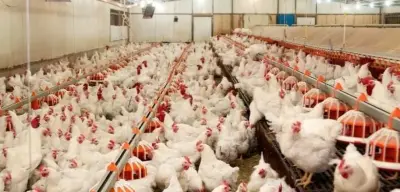 Yemsiz Tavuk Beslenir mi? Tavuk Beslenmesi ve Verimlilik İçin İpuçları
