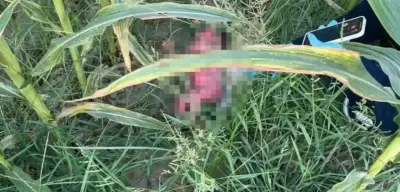 Yeni Doğmuş Bebeği Mısır Tarlasına Bıraktılar!