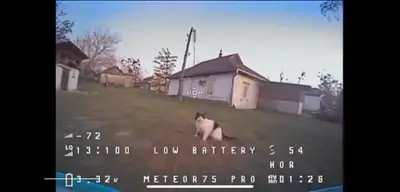 Rusya'da bir kedi, pençesiyle Ukrayna'ya ait İHA'yı düşürdü
