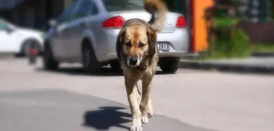 Başıboş Köpeklerle İlgili Yeni Adım
