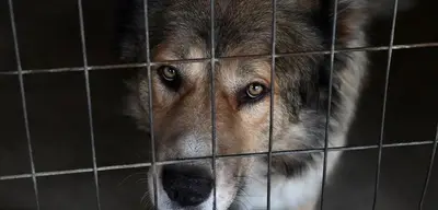 Güney Kore'de Köpek Eti Yasağı Sonrası Köpek Çiftliklerinin Yüzde 40'ı Kapandı