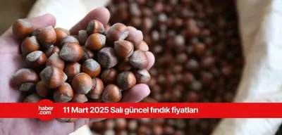 11 Mart 2025 Salı fındık fiyatları ne kadar? İl il fındık fiyatları