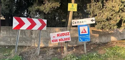 Hatay'da Kuduz Alarmı: Başıboş Köpekler Toplatılıyor