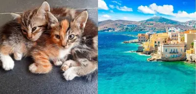 Siros Adası'nda Gönüllü Kedi Bakıcısı Olanlar Bedava Tatil Hakkı Kazanıyor!