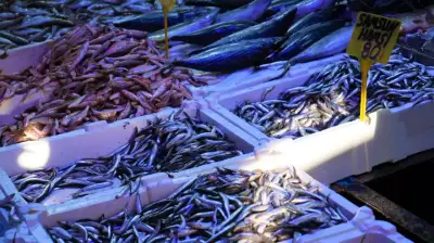 Samsun’da Hamsi Tezgahların Gözdesi Oldu: Fiyatı 80 TL’ye Düştü