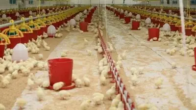 Şenpiliç İsrail Malı mı, Şenpiliç Kimin, Şenpiliç Boykot Mu? Hangi Ülkenin Markası? Tüm Soruların Cevapları