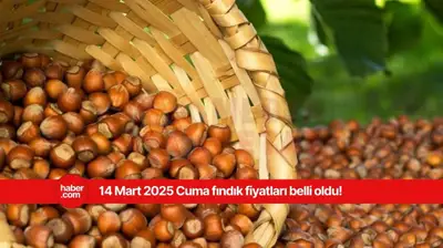 14 Mart 2025 Cuma fındık fiyatları ne kadar? Ordu, Samsun, Giresun, Trabzon fındık fiyatları