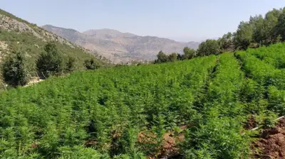 Kenevir Düzenlemesi Meclis Gündeminde