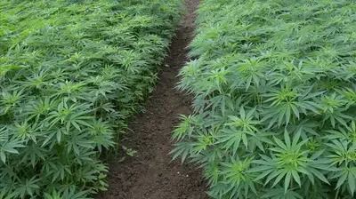 Türkiye'de Tıbbi Kenevir Dönemi Başlıyor